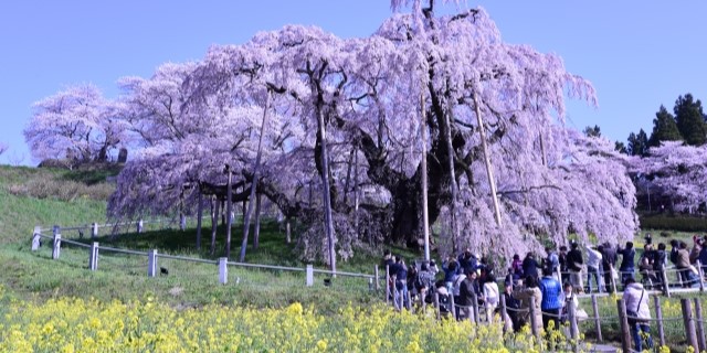 三春滝桜